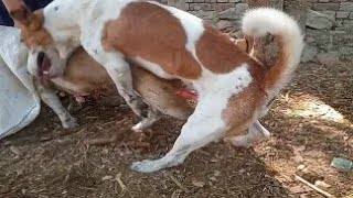 Village Dogs meeting First Time|| Wildlife