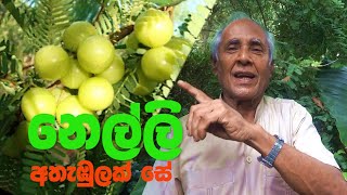 ''නෙල්ලි'' වල ගුණ අගුණ  Health benefits of Nelli