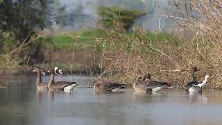 Greater white-fronted goose