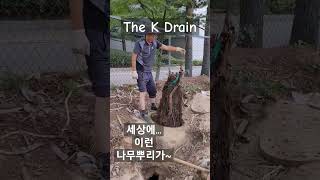 대전세종하수구막힘 맨홀 나무뿌리제거 #drain