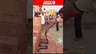 ଗାଁ  ଲୋକ ସାପ କୁ  ଧରି | People Catch Snake  At Village