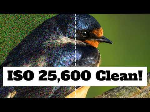 My SECRET WEAPON for Clean images from HIGH ISO photos | BEST Digital Noise Reduction