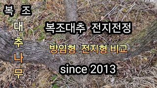 대추 since2013복조대추 공격적 전지전정 으로 다수확 노려보자 !