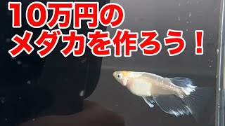 改良めだかの楽しみ方/新たなオリジナルメダカを目指す！