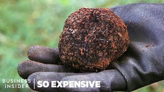 Why Real Truffles Are So Expensive | So Expensive