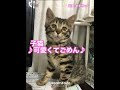 歌う猫 可愛くてごめん 保護猫 shorts singingcat 猫がいる暮らし