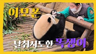 [바오패밀리 함께바오] Ep.102 새로 바뀐 이모폰 그거 저 주세요 | Panda World