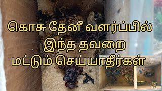 கொசு தேனீ வளர்ப்பு 🐝🐝🍯🐝🍯✨