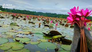 ആമ്പൽ വിസ്മയം