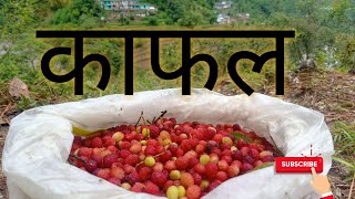 पहाड़ी फल काफल (kafal)myrica esculata।।VLOG BY MANINDER SINGH।।