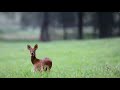 GLOBALink | The return of milu deer in China