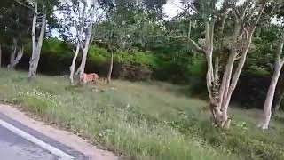 Tiger sighting at k gudi BR hills |karnataka|live tiger capture [Did u like it Yes or No] #subscribe