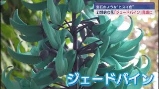 ひすい色の幻想的な花「ジェードバイン」が見ごろ　静岡・東伊豆町「熱川バナナワニ園」