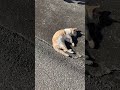 ねこさん 背中かゆいの？【ぴかーど47at】