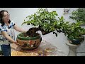 bonsai giá rẻ zalo 0336875979 26 12