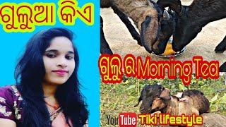 ଆମ ଗୁଲୁଆ ସବୁଦିନ କଣ କଣ ଖାଏ//ଗୁଲୁ କିଏ🤔//Village lifestyle Vloge//Animal Lover//Tiki lifestyle