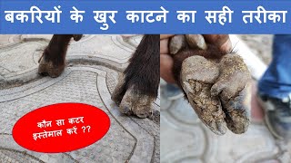 बकरियों के खुर काटने का सही तरीका। कौन सा कटर इस्तेमाल करें ?? Right method  Hoof trimming of Goats