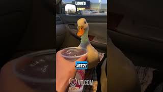 Duck Demands Ice Water in Car: Hilarious Ending 🦆💦