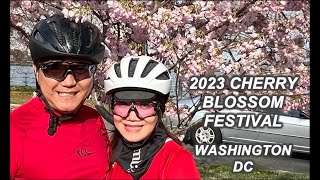 Experience Magic of Cherry Blossoms in Full Bloom: Washington DC's National Cherry Blossom Festival!