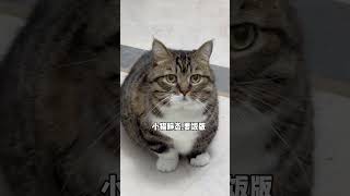 小猫的动态和静态版简直是判若两猫 猫咪的迷惑行为 被迫营业的猫猫 萌宠出道计划 抖in萌宠计划 萌宠超新星计划