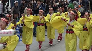 上町よさこい鳴子連　土佐のおきゃく２０１９「よさこい春の舞」　京町