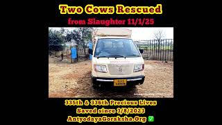 [11 Jan 2025] Two Cows Saved