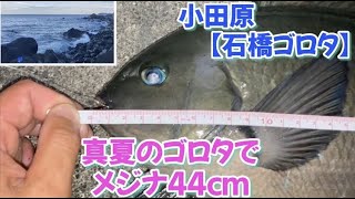 NO.36 小田原【石橋ゴロタ】実釣編　真夏のゴロタでメジナ44cm！　2022年8月中旬