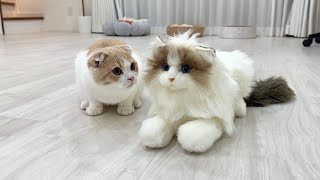 初めて知らない猫が家に来たときの子猫の反応がかわいすぎた…笑