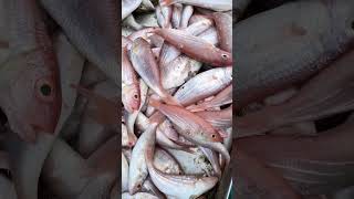 ஞாயிற்றுக்கிழமை காலை மீன் வாங்கியாச்சு #shortvideo #youtubeshorts #shortsfeed #shorts #sunday #fish