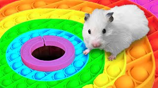 🐹 Hamster Escapes the Rainbow POP IT Maze [OBSTACLE COURSE]