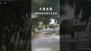 聪明的最高境界是装傻