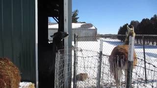 Running \u0026 Spitting Lamas at Addie Acres Farm Life!