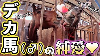 巨大な元牡馬2頭が鼻と口を付けて仲良く舐め合う…。不思議な絡みをする2頭の馬の姿が面白すぎました。【ツルマルボーイ様のシモベ】