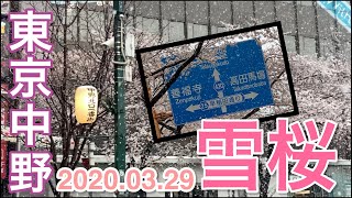 20200329 東京中野 睽違51年的滿開雪桜