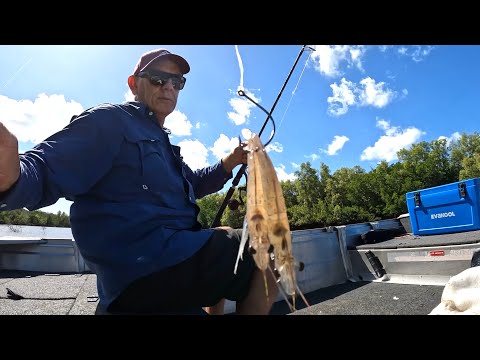 Can barramundi live in NSW?
