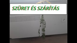 Első kender szüretelés, és két nap szárítás után!