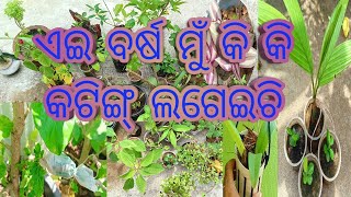 ଚାଲନ୍ତୁ ଦେଖିବେ ଏଇ ବର୍ଷ ମୁଁ କି କି କଟିଙ୍ଗ୍ସ ସବୁ ଲଗେଇଚି।