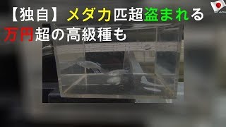 メダカ大量盗難、1万円超の高級種も