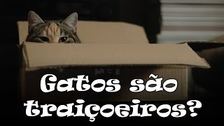 Os gatos são traiçoeiros?  #55