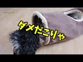 ビートルズもシャカシャカトンネル【ヨークシャーテリア専門犬舎チャオカーネ】