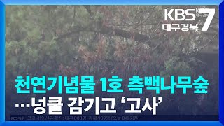 천연기념물 1호 대구 측백나무숲…넝쿨 감기고 ‘고사’ / KBS  2022.10.04.