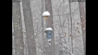 20241204 115924 Birds feeding in heavy blowing snow