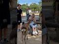 [海外の反応] 感動の瞬間：障がいを持つ観光客と奈良の鹿の絆 | nara deer | Reaction video | viral video #deerpark #japan