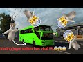 Kucing Joget Dalam Bus viral !!!!!!