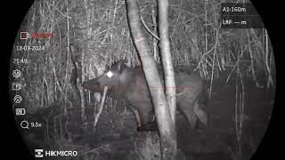 HIKMICRO ALPEX LRF 4K hunting scene - wild boar