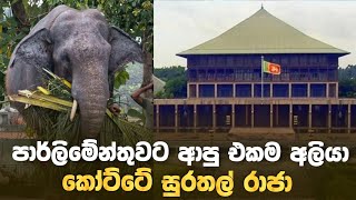 පාර්ලිමේන්තුවට ගියපු එකම අලියා \