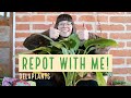 HOW I REPOT MY PLANTS | PLANT CARE