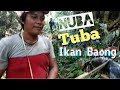 Nuba Ikan di Kalimantan [Budaya Traditional Dayak] Cara Unik menangkap Ikan