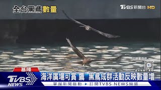 海洋廣場賞「鷹」去! 全台黑鳶數量稍回升 南.北部出沒增｜十點不一樣20240304 @TVBSNEWS01