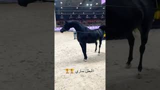 حصان ادهم  عربي اصيل اسود #shorts